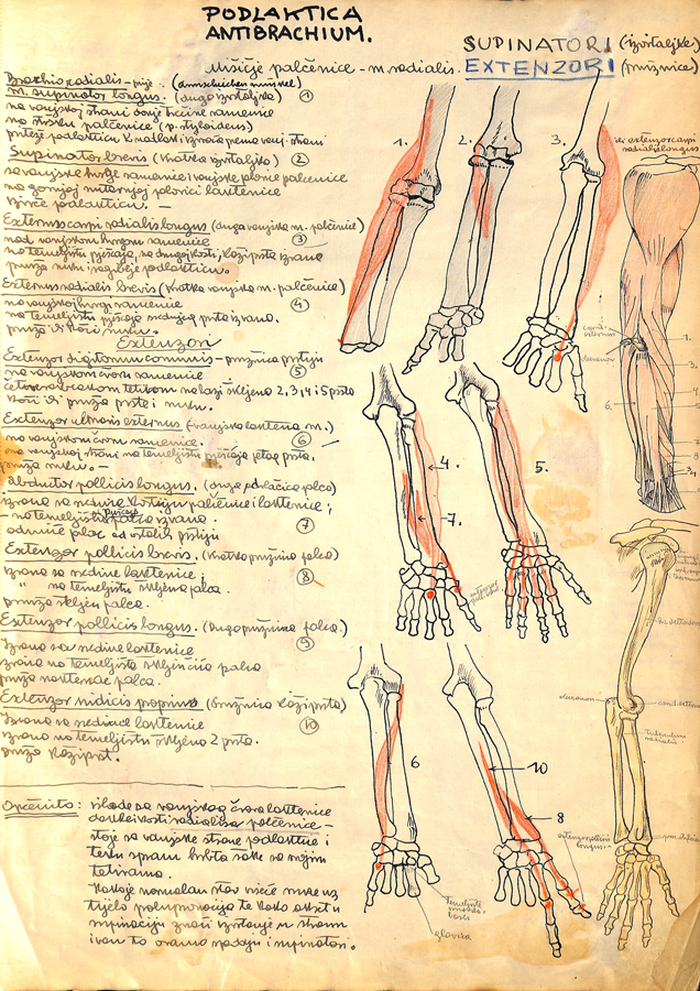Likovni arhiv HAZU, Muzej za povijest medicine / Od anatomije do animacije
