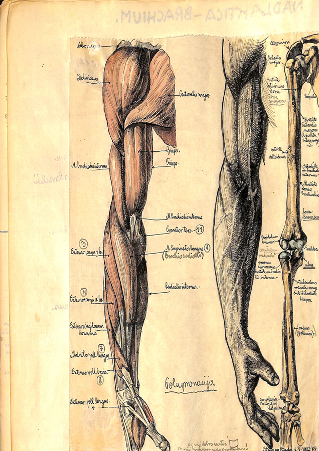 Likovni arhiv HAZU, Muzej za povijest medicine / Od anatomije do animacije